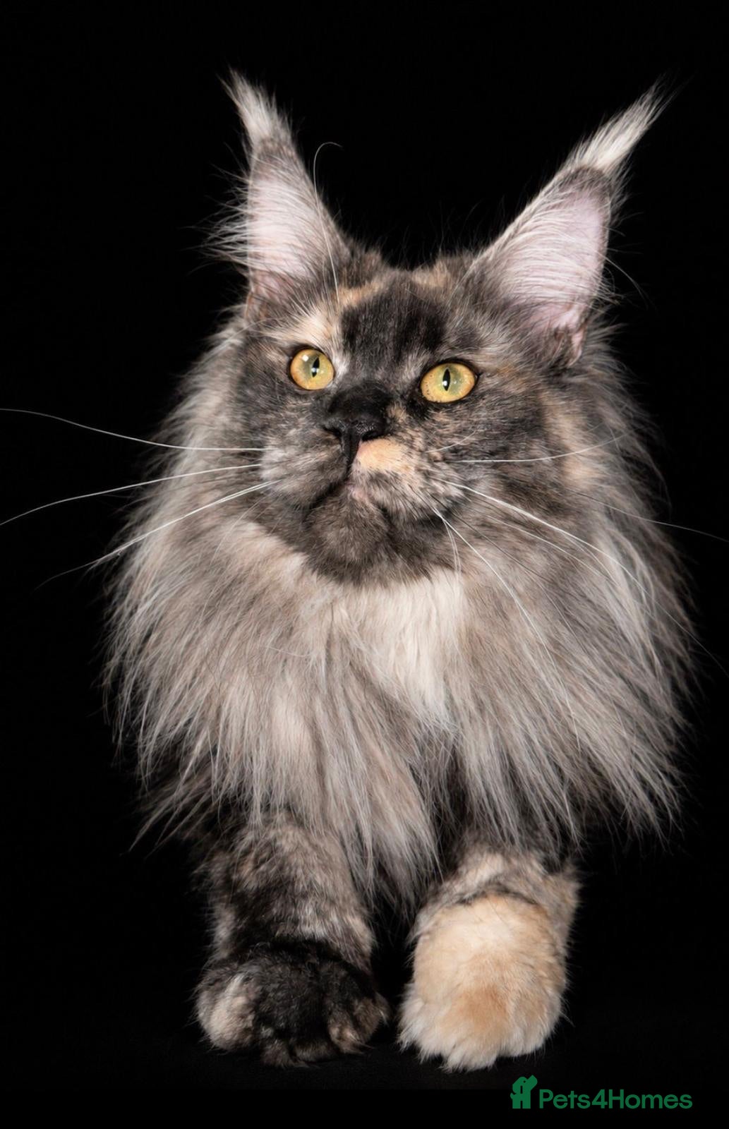 Maine Coon cats Maine Coon TICA Black Smoke - Advert 1