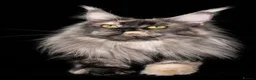 Maine Coon cats for sale: Maine Coon TICA Black Smoke in Blaenau Ffestiniog - Advert 1
