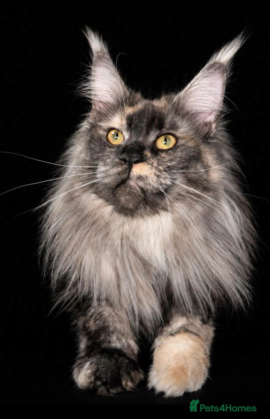 Maine Coon cats for sale: Maine Coon TICA Black Smoke in Blaenau Ffestiniog - Advert 1