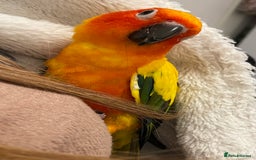 Conures birds for sale: Mango, Sun conure - Image 2