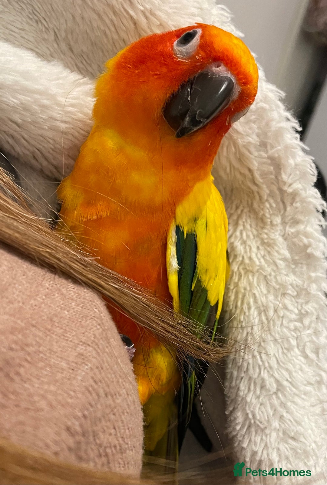 Conures birds for sale: Mango, Sun conure - Image 2