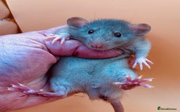 Rat rodents for sale: Pedigree Dumbo Rats - Advert 2