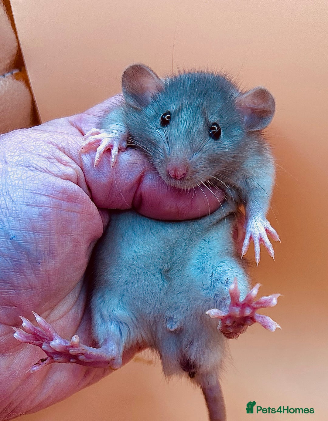 Rat rodents for sale: Pedigree Dumbo Rats - Advert 2