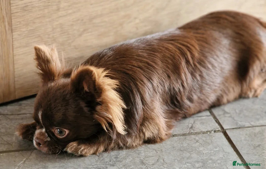 Chihuahua dogs for stud: Chihuahua Chocolate longhaired Stud  in Romford - Advert 15