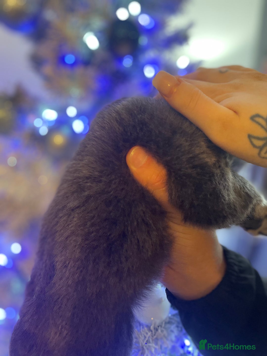 French Bulldog dogs for sale: Merle visual fluffy micro & blue teddy bear  - Advert 2