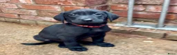 Labrador Retriever dogs for sale: Ready now! Gorgeous KC Reg Labradors  - Advert 28