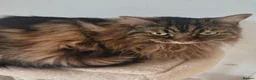 Norwegian Forest Cat cats for sale: Our sweet Norwegian forest cat boy  - Advert 3