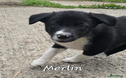 Border Collie dogs for sale:  Any farmers looking for working dogs? - Image 28