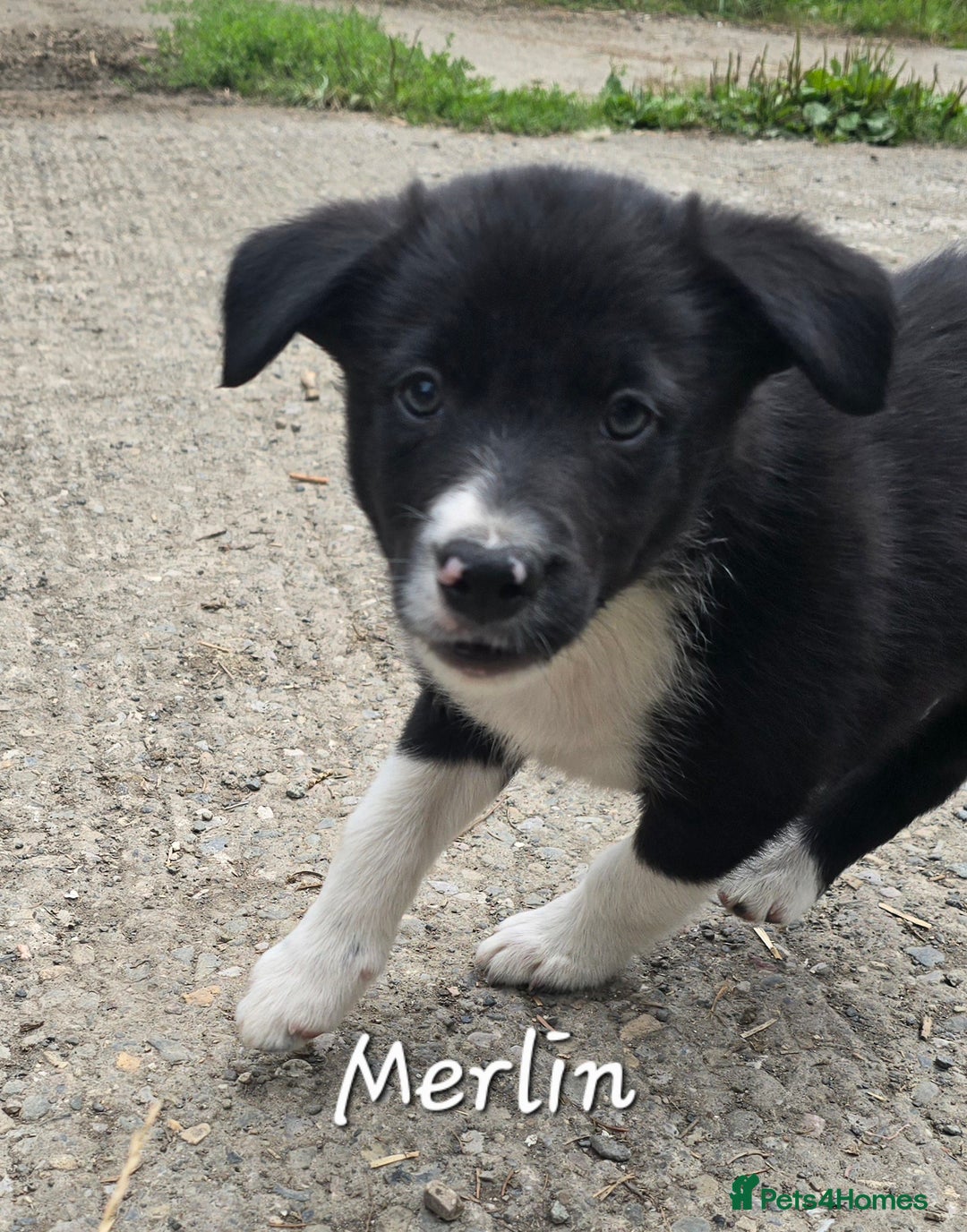 Border Collie dogs for sale:  Any farmers looking for working dogs? - Image 28