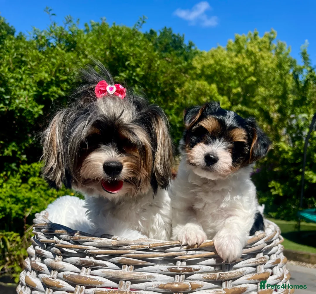 Yorkshire Terrier dogs for sale: Beautiful Biewer Yorkshire Terrier  - Advert 1