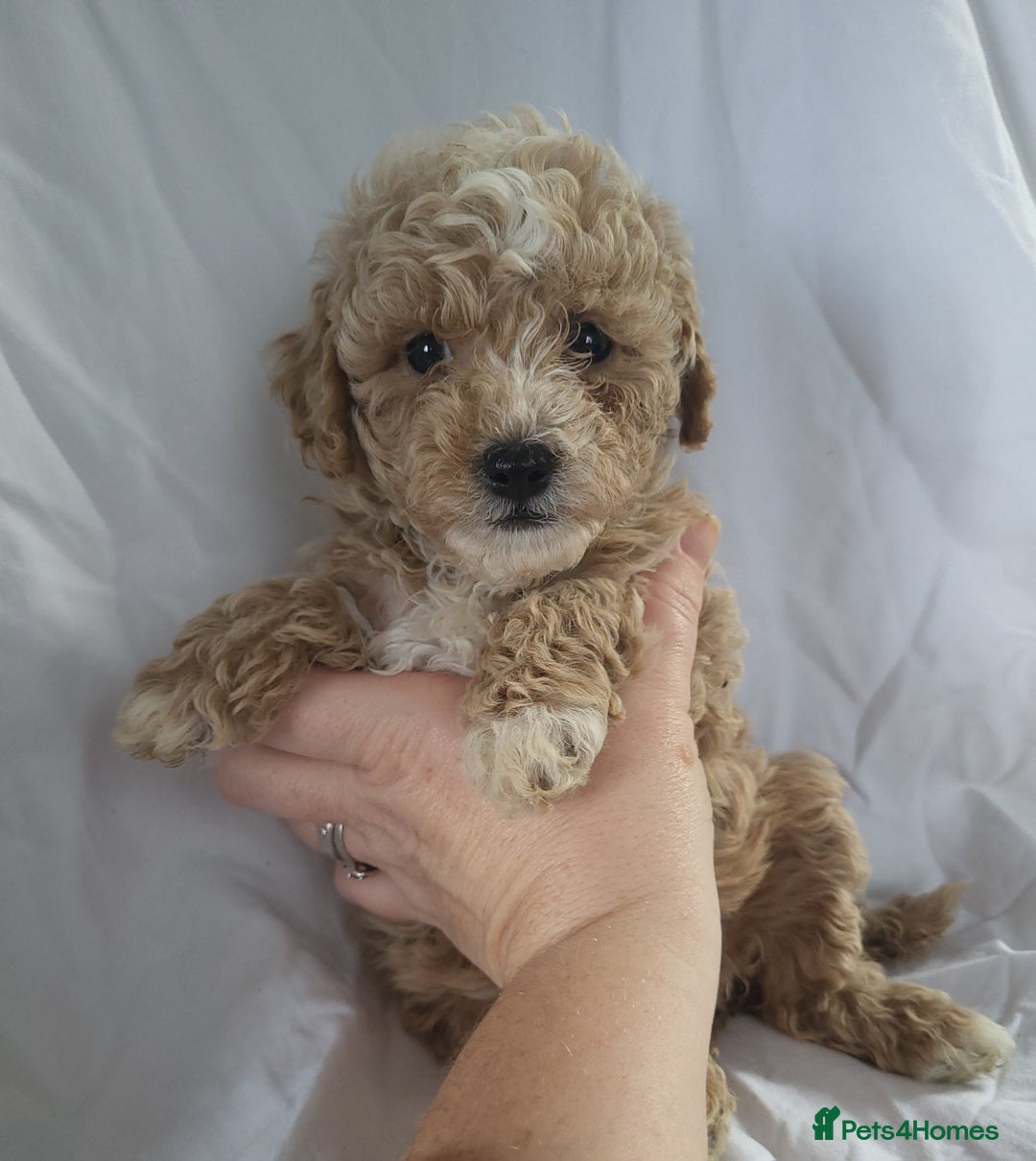 Maltipoo dogs for sale: Maltipoo puppies 5 🌟 licence breeder   - Image 5