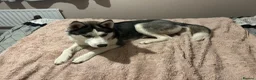 Siberian Husky dogs for sale:  Beautiful 10 Month Bitch.  - Advert 4