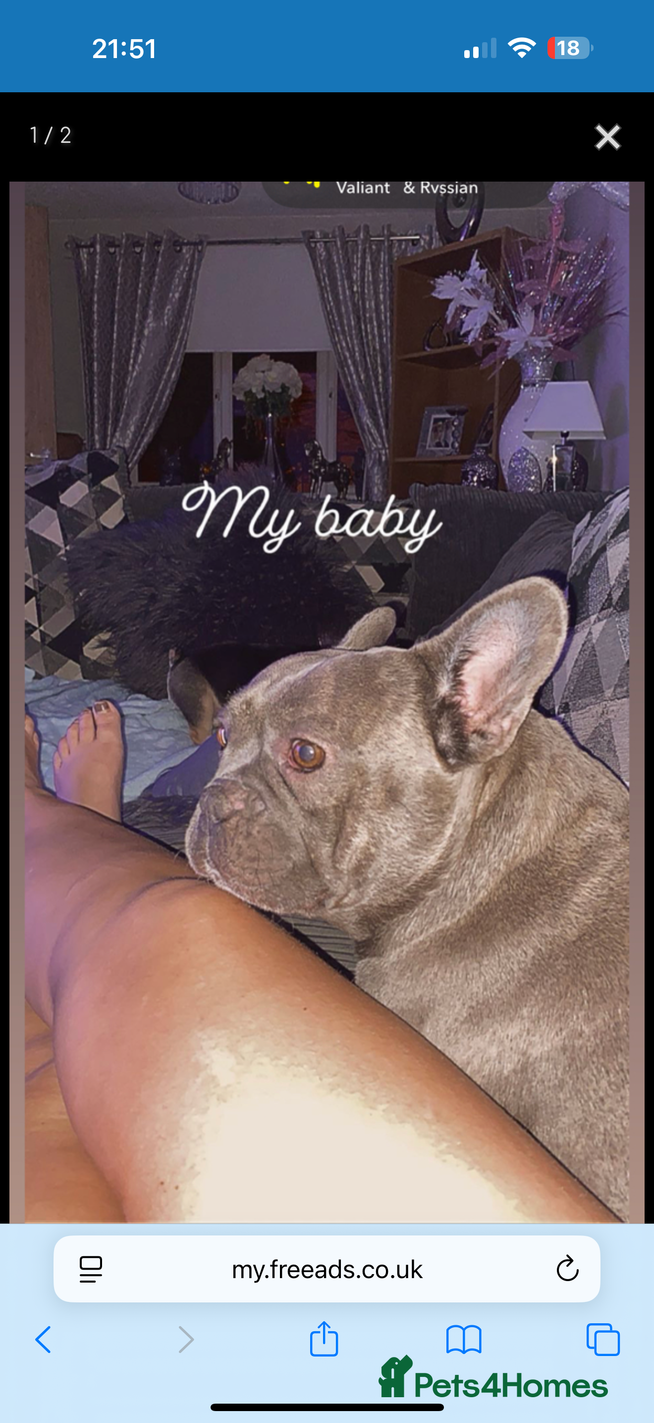 Mixed Breed dogs French bulldog cross border terrier puppies in Taunton - Advert 1