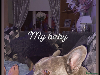 Mixed Breed dogs French bulldog cross border terrier puppies in Taunton - Advert 10