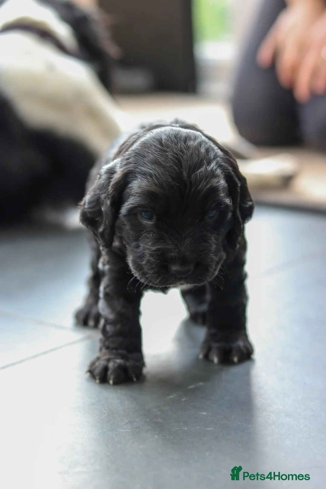 Sprocker dogs for sale: Sprocker Spaniel Puppies  - Advert 6