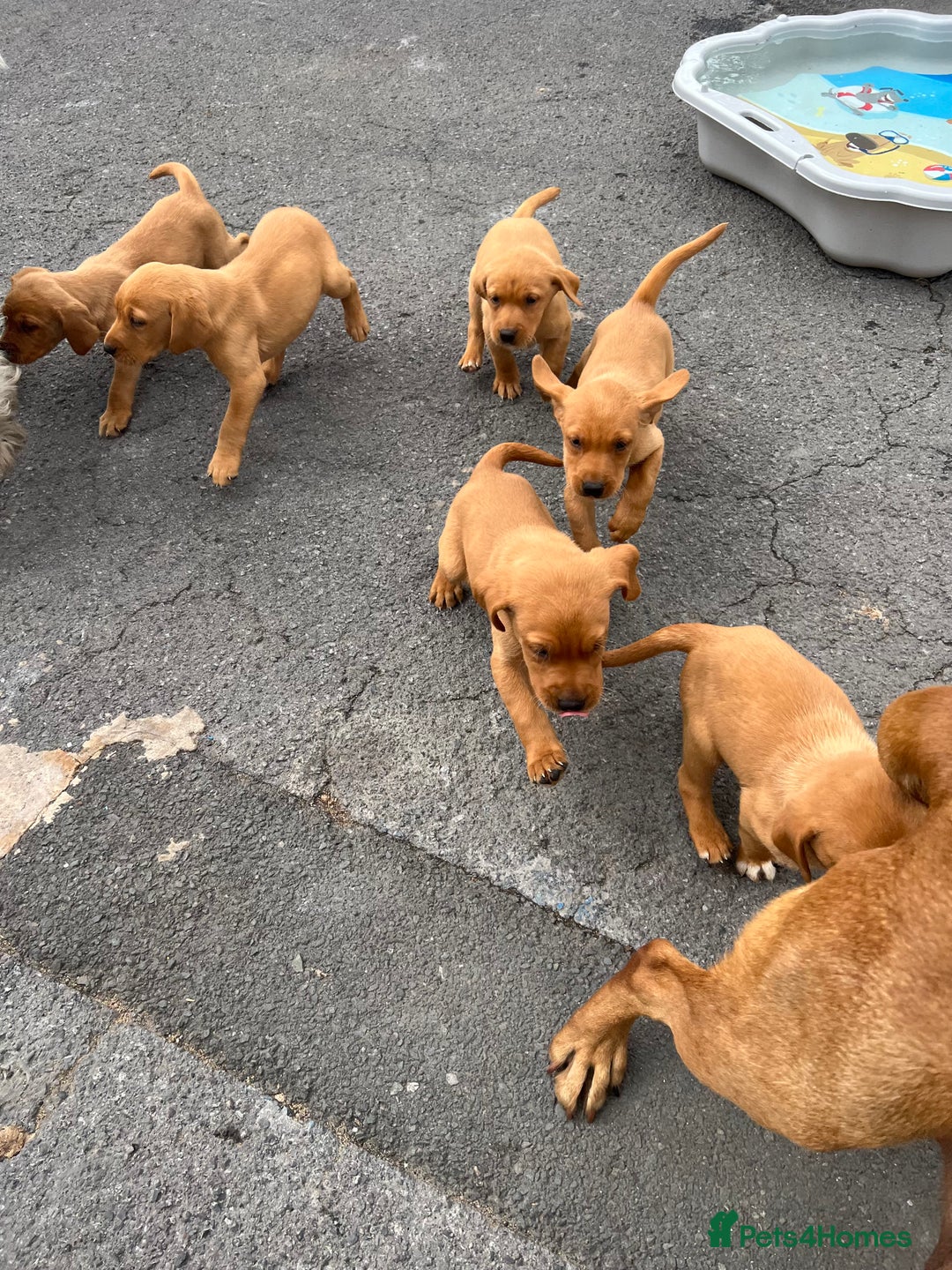Labrador Retriever dogs for sale: Last 2 lab pups kc/ health tested parents  - Image 4