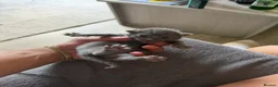 Mixed Breed cats for sale: Beautiful Kitten Litter – Born 1st June 2026 - Advert 3