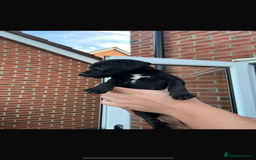 Patterdale Terrier dogs for sale: Patterdale puppies  - Image 6