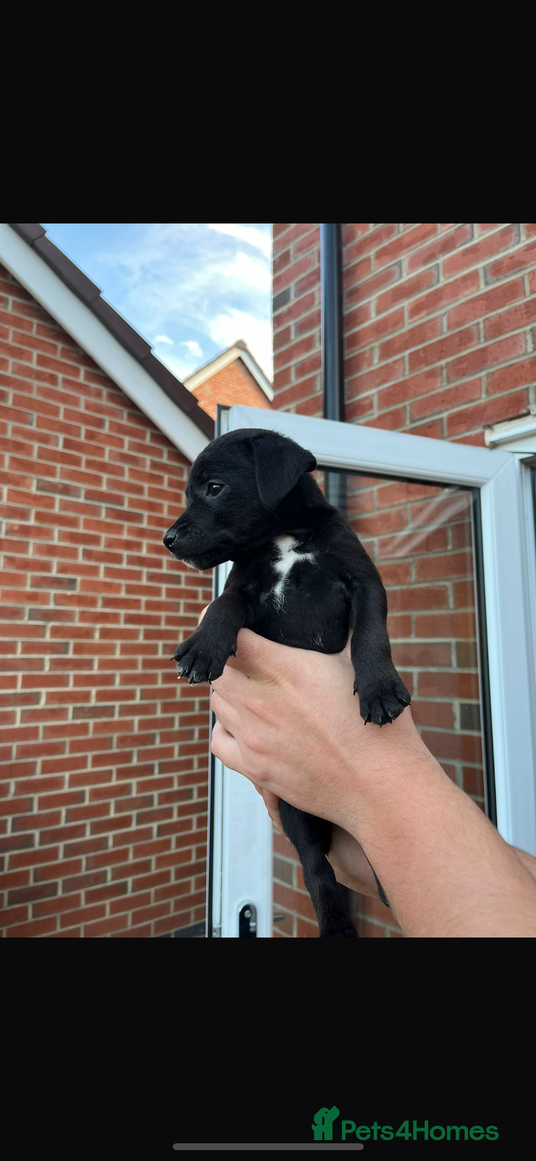 Patterdale Terrier dogs for sale: Patterdale puppies  - Image 6