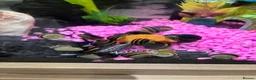 Snails fish for sale: FREE CURLY SNAILS - Advert 1