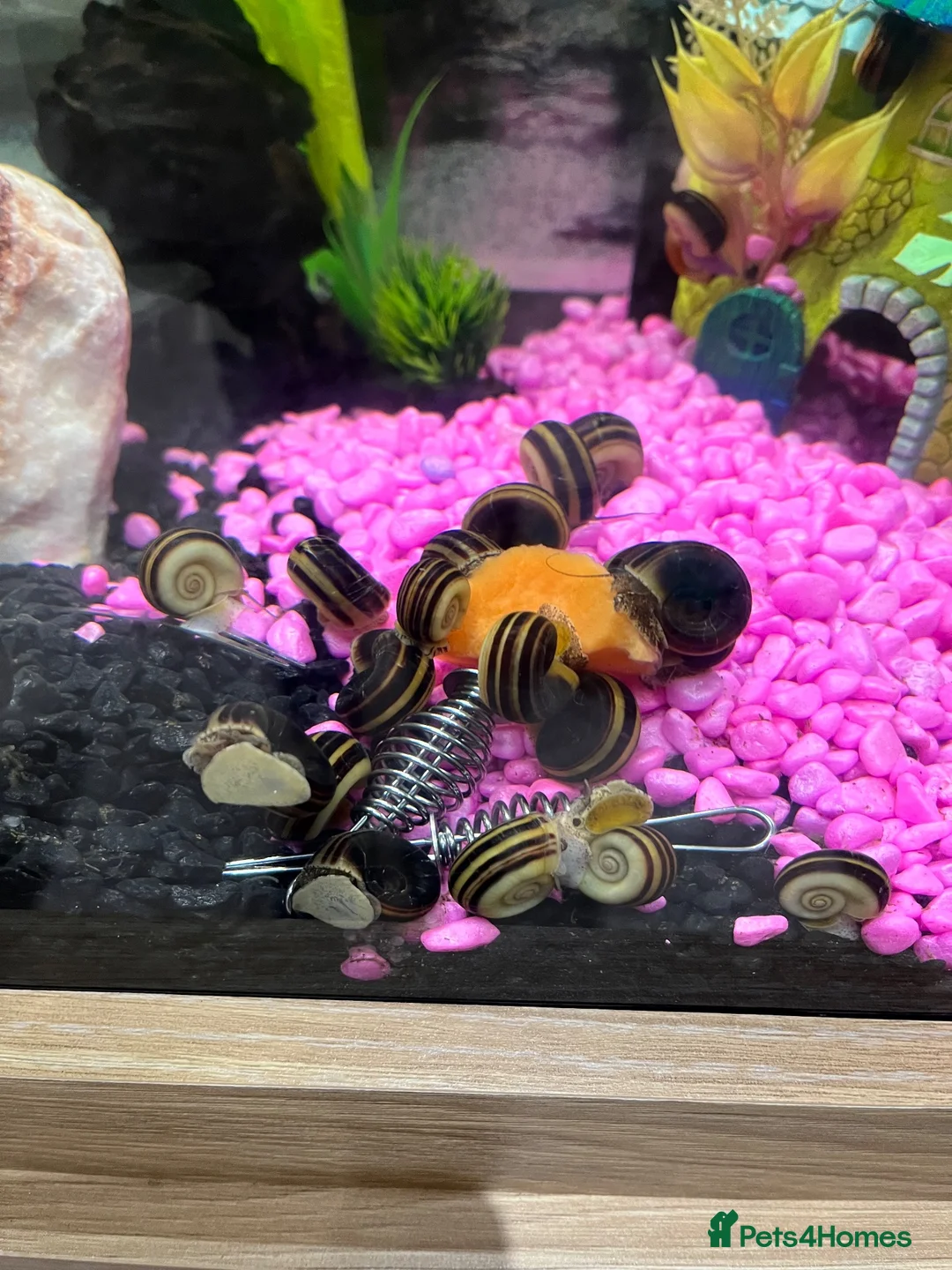 Snails fish for sale: FREE CURLY SNAILS - Advert 1