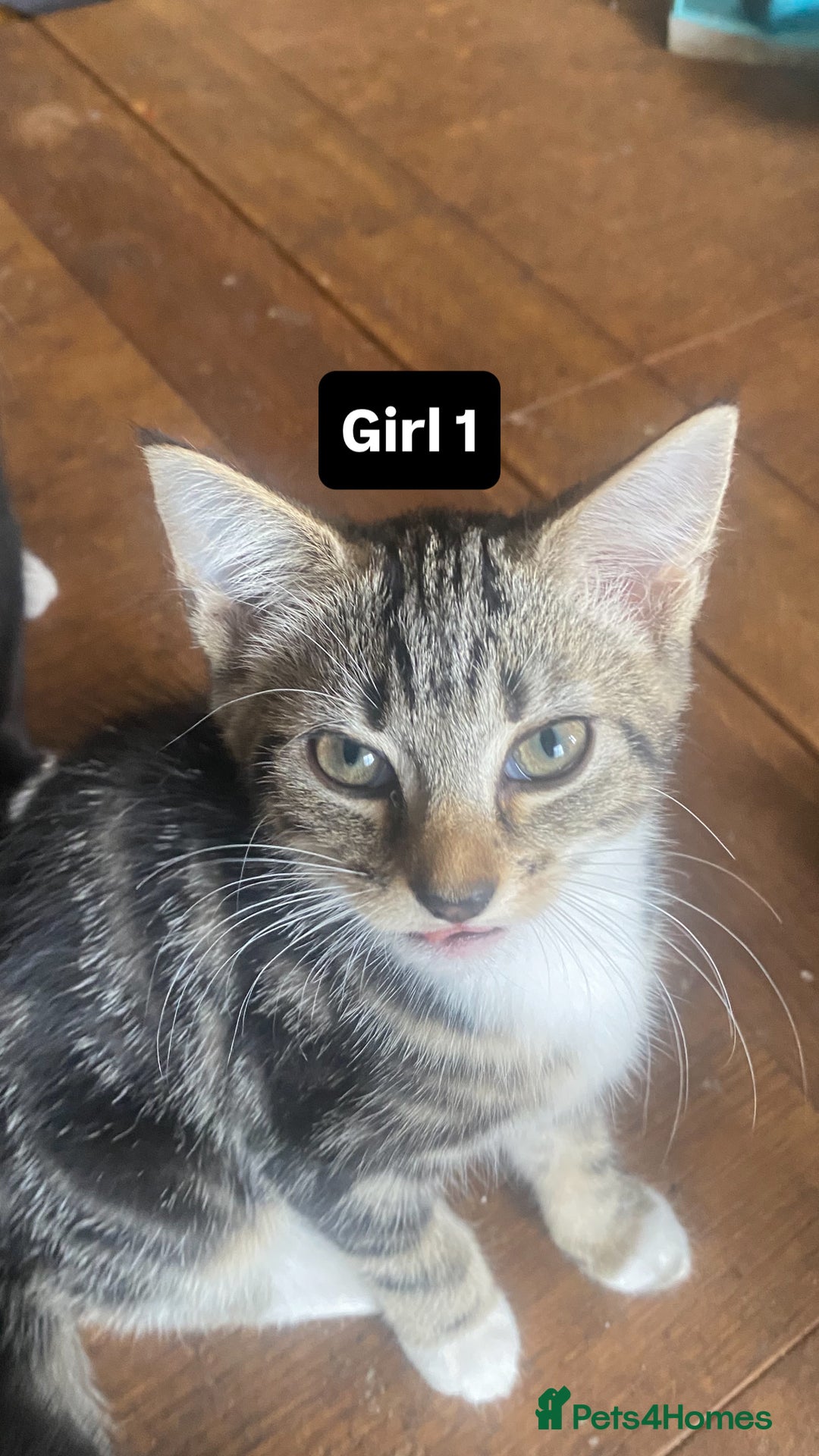 Mixed Breed cats for sale: two tabby’s  - Image 1