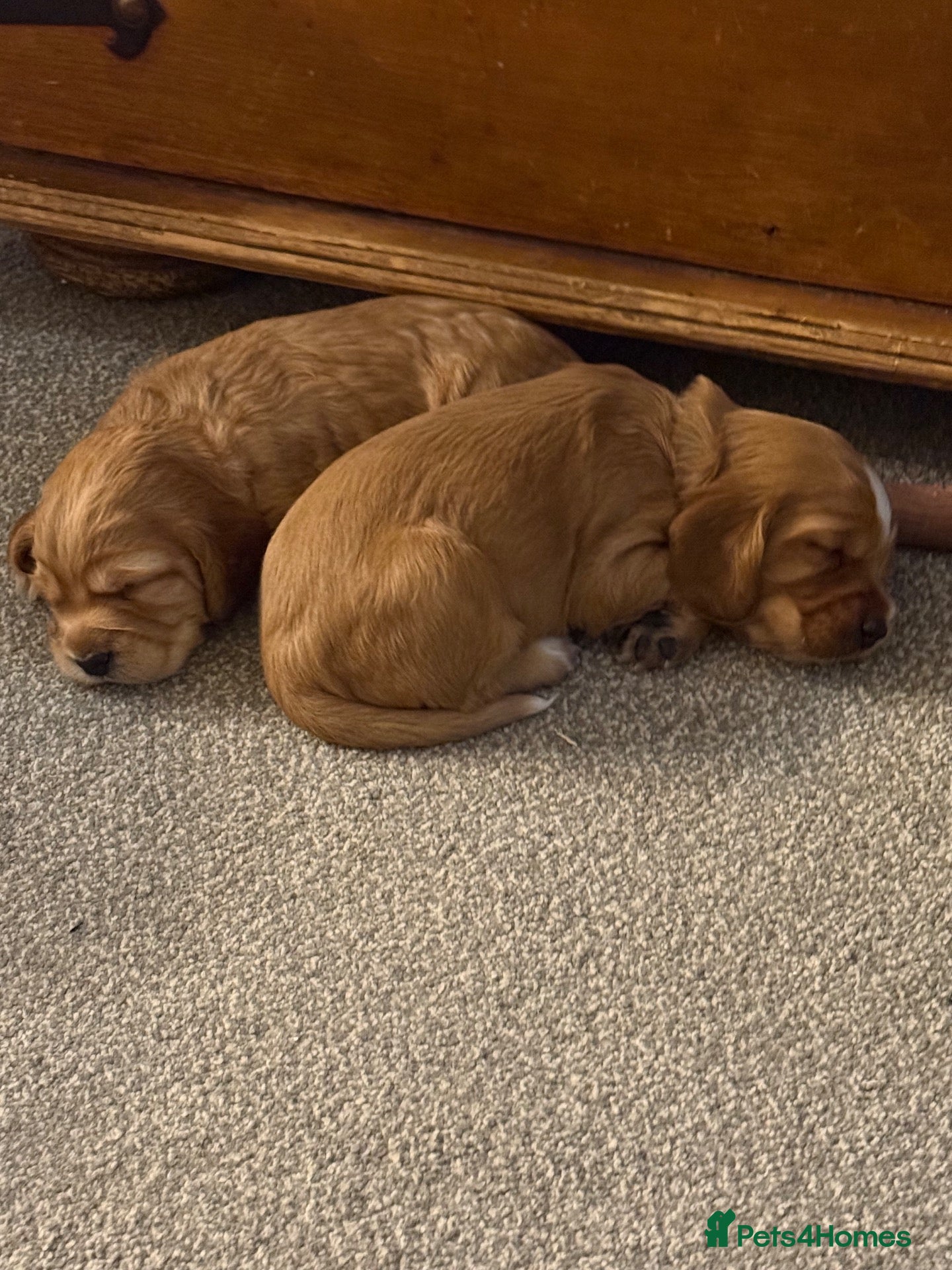 Cocker Spaniel dogs for sale: Working Cocker Spaniels - Advert 2