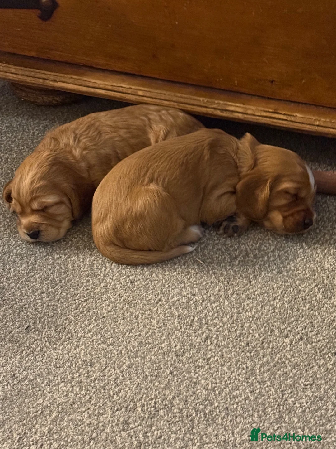 Cocker Spaniel dogs for sale: Working Cocker Spaniels - Advert 2