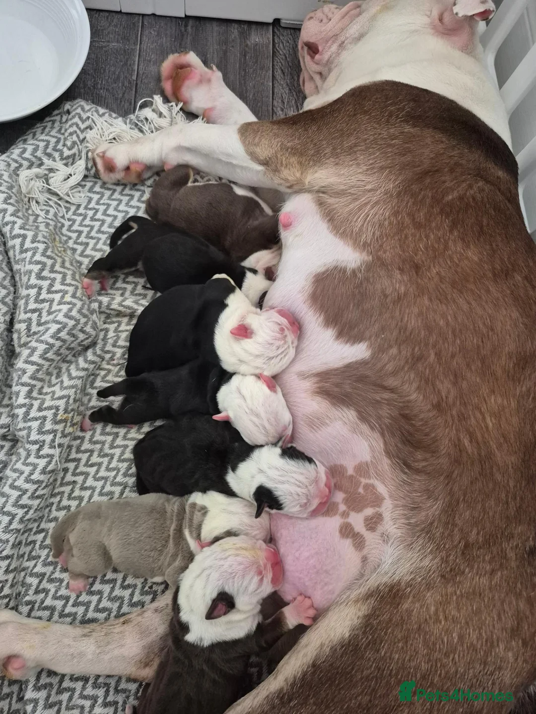 Olde English Bulldogge dogs for sale: 6 Olde English Bulldog puppies in Barry - Advert 31