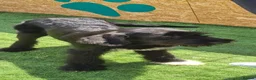 Giant Schnauzer dogs for adoption: Rufus - Advert 2