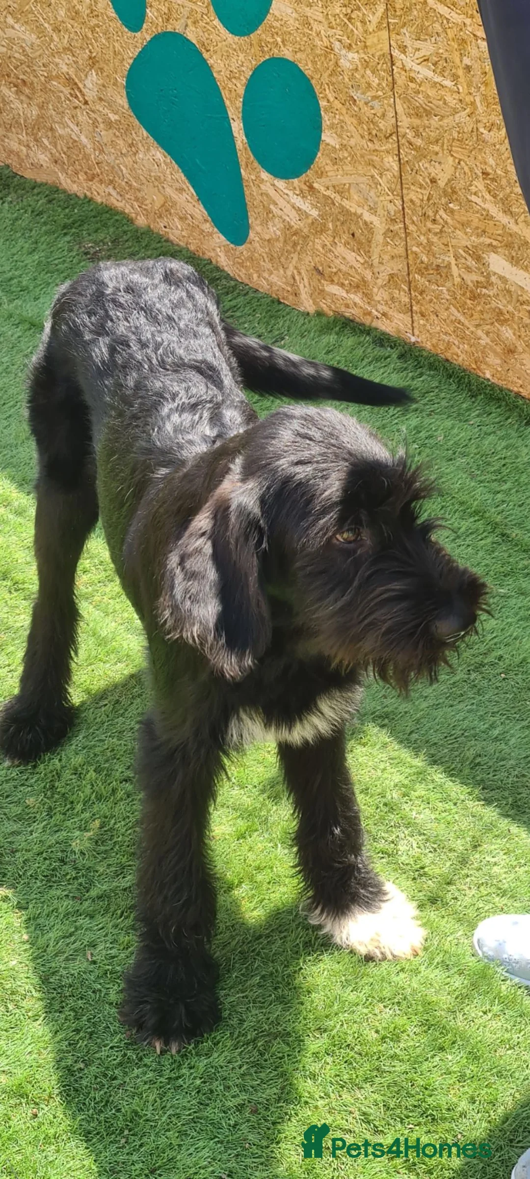 Giant Schnauzer dogs for adoption: Rufus - Advert 2