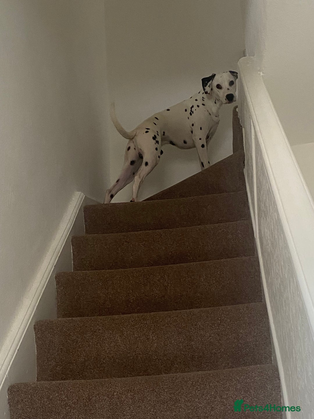 Dalmatian dogs for sale: 1 year old Dalmatian  - Advert 7