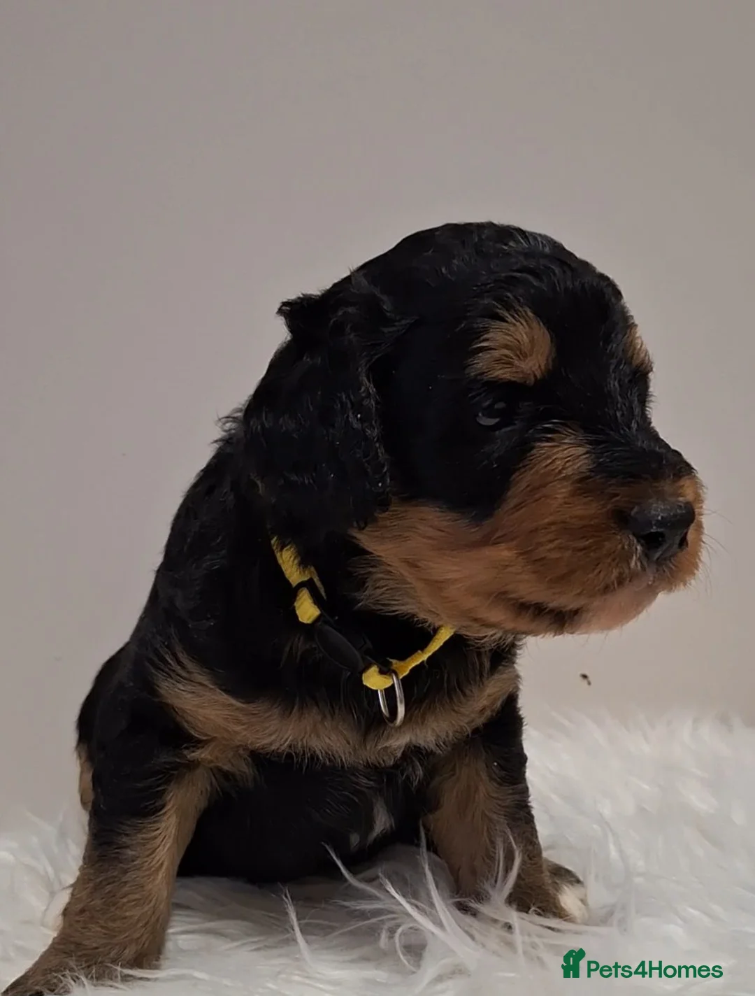 Bernedoodle dogs for sale: 🐾🐾 MIDI BERNEDOODLES 🐾🐾 - Advert 2