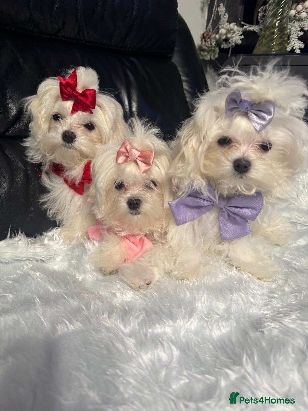 Maltese dogs for sale: ✨ Korean Maltese Hypoallergenic pure breed Girls ✨ - Advert 9