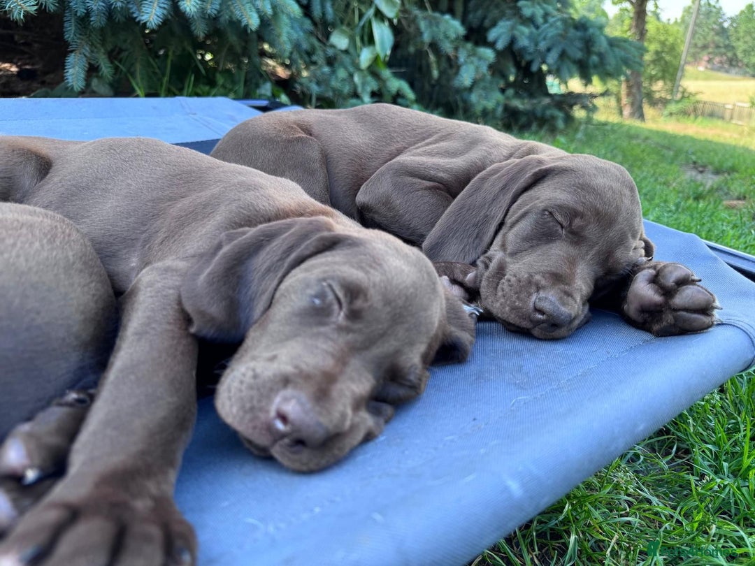 German Shorthaired Pointer dogs for sale: Mrs Dorota Sadowska - Image 12