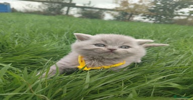British Shorthair cats - Advert 1