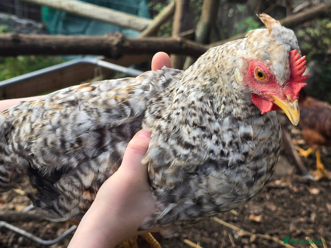 Chickens poultry for sale: Lavender Pekin Bantam Cream Legbar chickens  - Advert 7