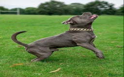 Staffordshire Bull Terrier dogs for sale: Beautiful Babies Ready to Leave  - Image 14