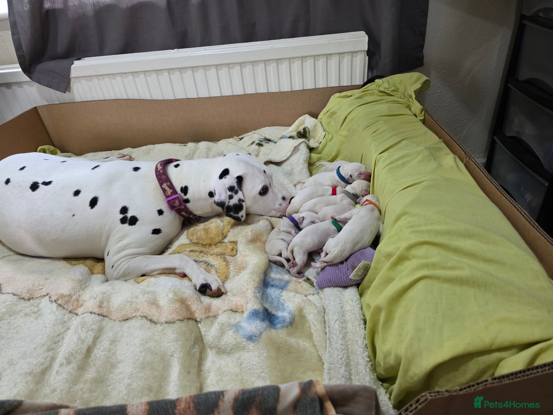 Dalmatian dogs for sale: 100% DALMATIAN LITTER - Image 8