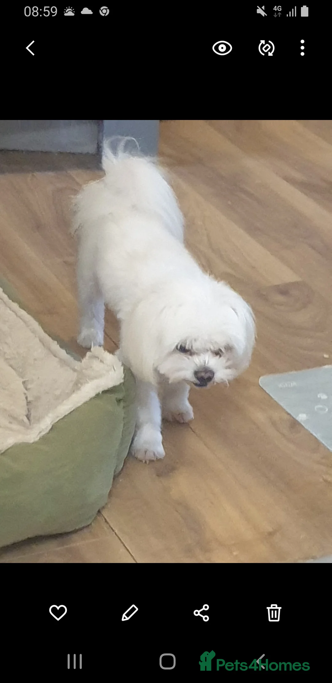 Maltese dogs for sale: Maltese girl  - Advert 10