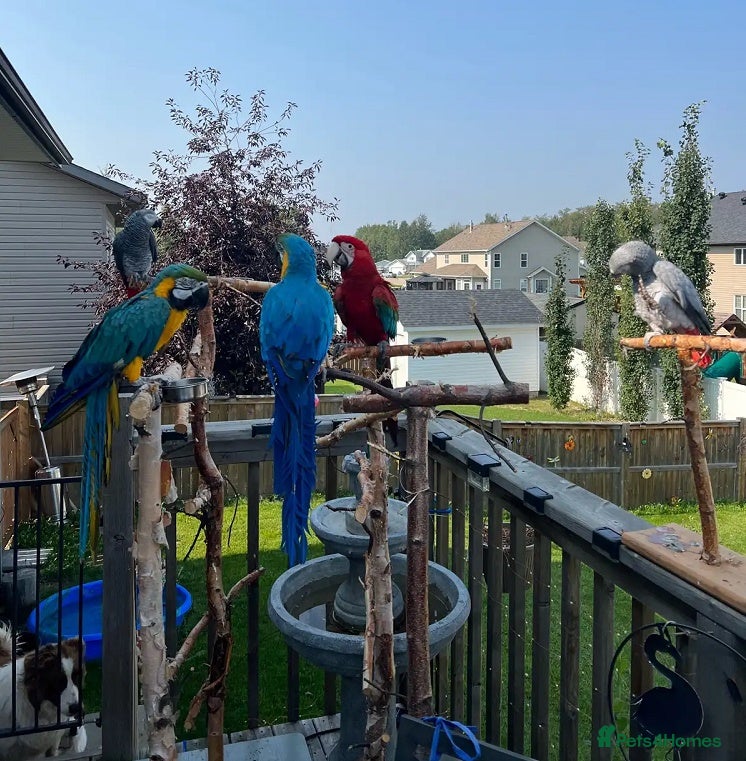 Parrots birds for sale: Young African grey - Macaws with great Personality - Advert 1