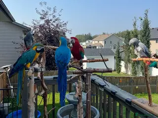 Parrots birds Young African grey - Macaws with great Personality - Advert 11