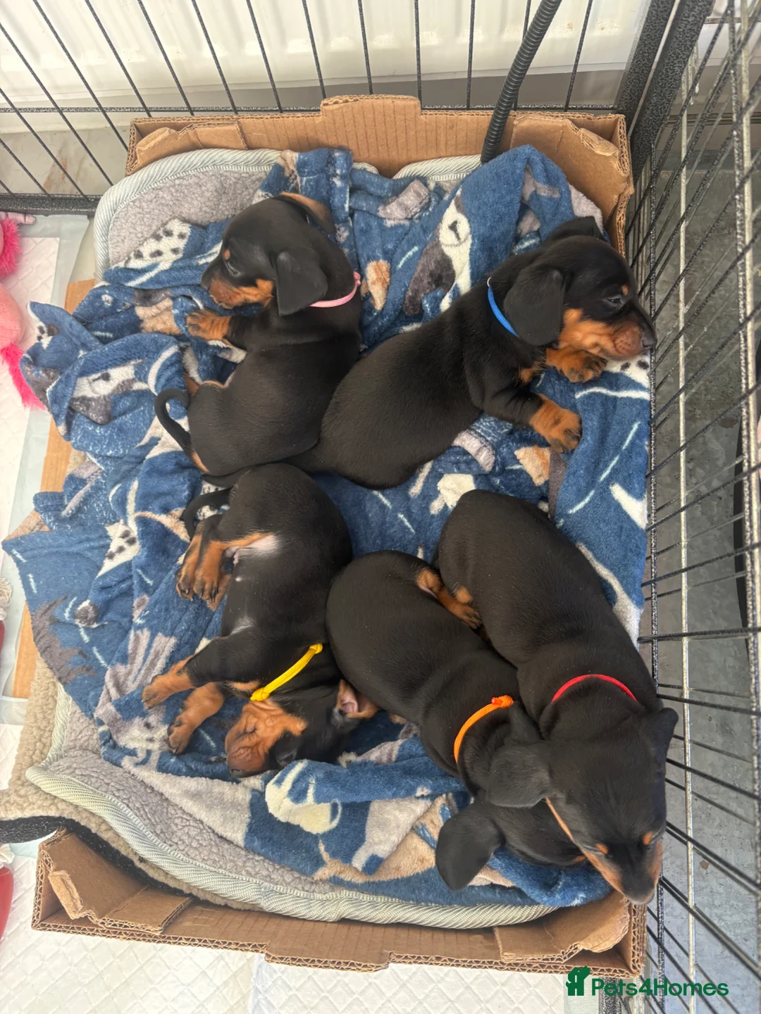 Miniature Dachshund dogs for sale: 4 beautiful boys for sale in Waterlooville - Advert 1