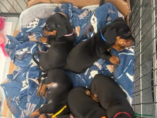 Miniature Dachshund dogs 4 beautiful boys for sale - Advert 11