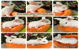 Mini Lop rabbits for sale: ⭐️Pure Breed Mini Plush Lops⭐️ - Image 1