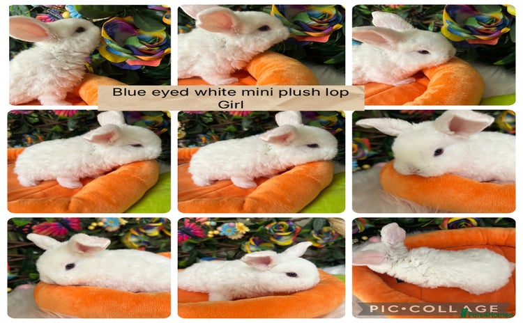 Mini Lop rabbits - Advert 3