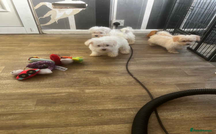 Maltipoo dogs - Advert 4
