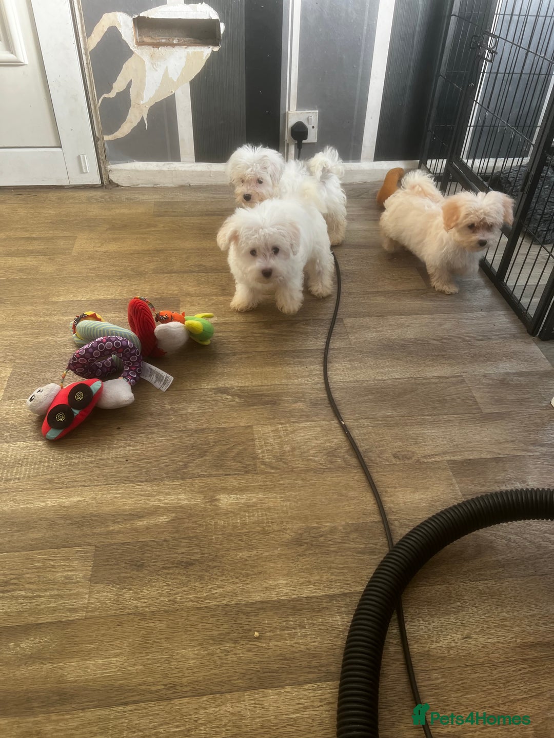 Kci Registration Kennel Club Microchip Maltese Puppies For Sale