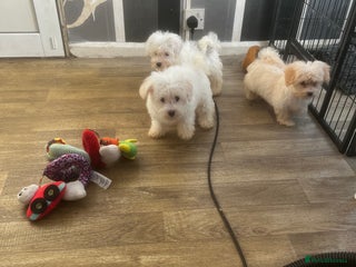 Maltipoo dogs - Advert 3