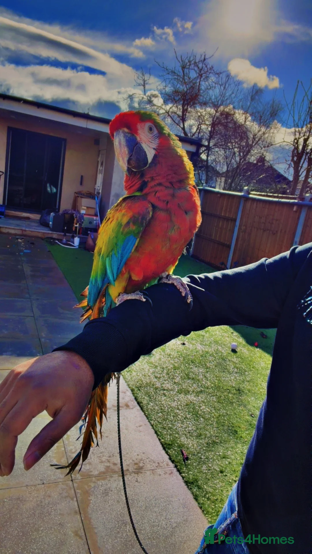 Macaws birds for sale: Shamrock Macaw – Rare, Striking & Elite Companion - Advert 2